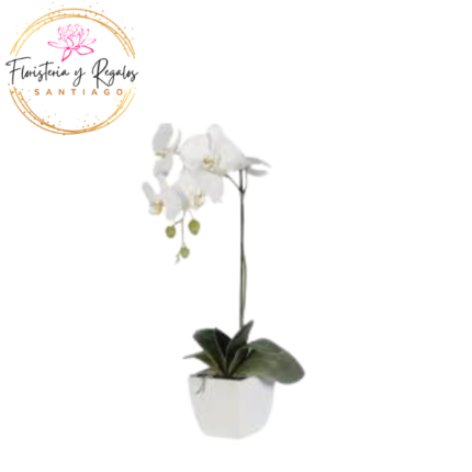 ORQUIDEA 1  VARA