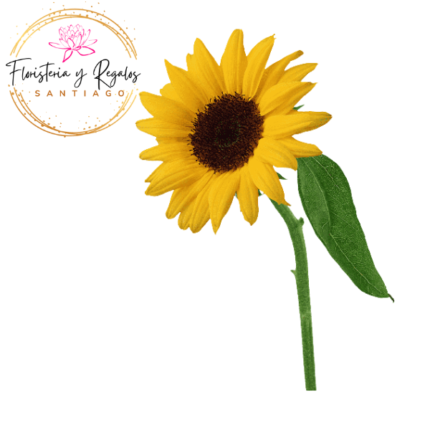 GIRASOL PARA ADICIONAR